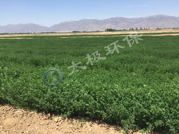 1466050115240332.jpg 加水印內(nèi)蒙古鹽堿地3p.jpg